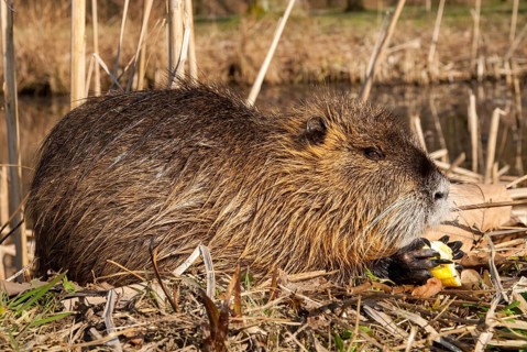 Beaver rat, coypu, myocastor coypus, rodents, nutria, rodentia, swamp beaver, mammals, rodents,