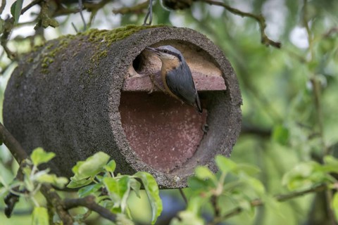 Nuthatch, Sitta Europaea, Birds, Nest Box, Passeri, Songbirds, Birds