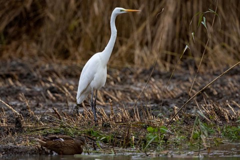 Great White Egret (Egretta alba) Germany