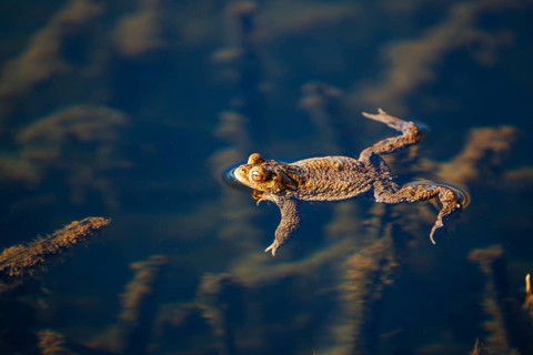 A solitary frog swims peacefully in the clear, blue water, common toad (Bufo bufo), spawning