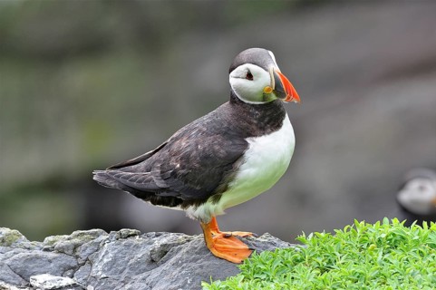 A puffin (Fratercula arctica) standing on a rock next to some green plants, Shetland, Shetland