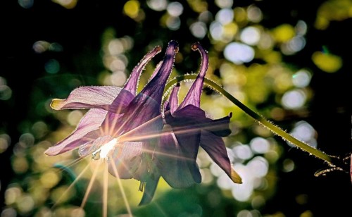 Close-up, purple flower, columbine (Aquilegia), bathed in sunlight with a radiant effect and a