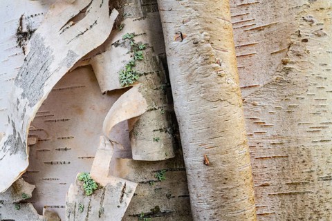 Birch bark, Lapland, Sweden, June 2020