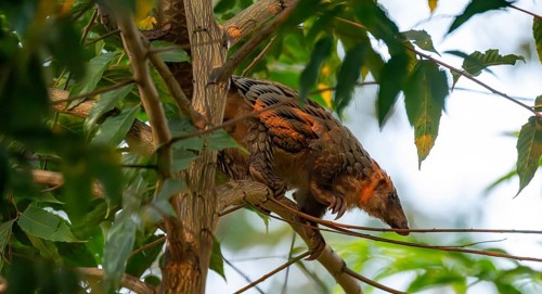 Pangolin climbing a tree, White-bellied pangolin (Phataginus tricuspis, Manis tricuspis), Western