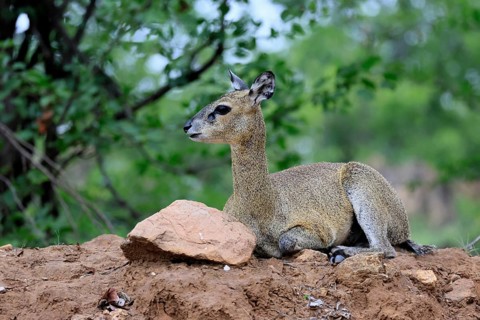 Transvaal rock hyrax (Oreotragus transvaalensis), adult, female, sitting, alert, Kruger National