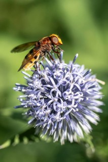 Hornet hoverfly (Volucella zonaria) on globe thistle (Echinops ritro), Emsland, Lower Saxony,