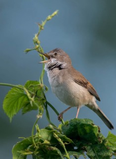 Warbler, Sylvia Communis, Whitethroat, Birds, Song, High Size, Portrait Format, Passeri, Singing,