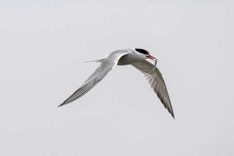 Common Tern (Sterna hirundo), Schleswig-Holstein, Germany