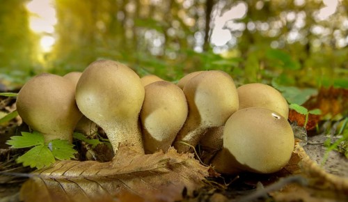 Apioperdone pyriforme, pear bovist, pear dusting, lycoperdone pyriforme, morganella pyriformis,