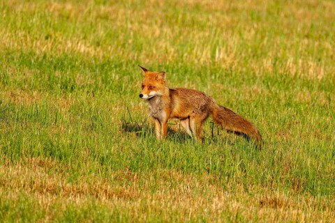 Red fox (Vulpes vulpes), Vulkaneifel, Rhineland-Palatinate, Germany