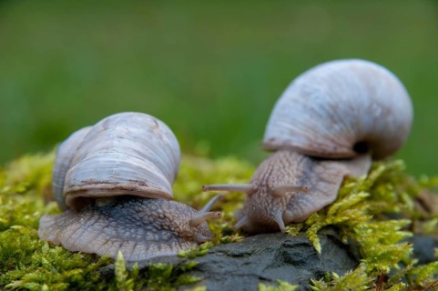 Burgundy snail, helix pomatia, roman snail, gastropod, mollusca, molluscs, snails, snails, molluscs