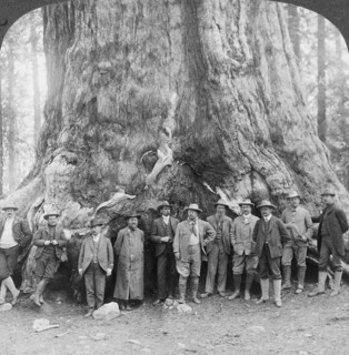 18 July 1903: US President Theodore Roosevelt poses in front of the ‘Grizzly Giant' sequoia, giant