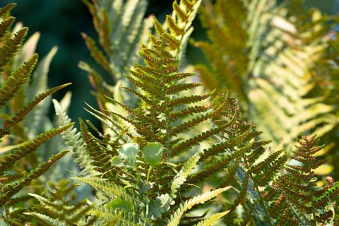 Close-up of sunlit fern fronds (Pteridophyta) showing detailed leaf structures, Ternitz, Lower