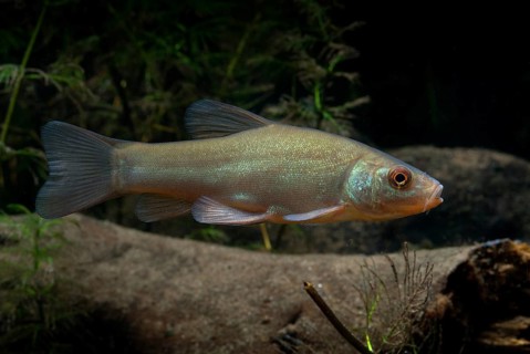 Schleie, Tench, Tinca Tinca, Doctor Fish, Fishes, Pisces