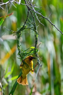 Cape Weaver (Ploceus capensis) building a nest, male building a new nest, Addo Elephant Park, South