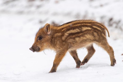 Wild boar (Sus scrofa) in the snow, fresh boar, Melle, Lower Saxony, Germany