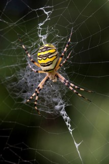 Argiope brünnichi, arachnids, tiger spider, wasp spider, arthropod, high size, portrait format,