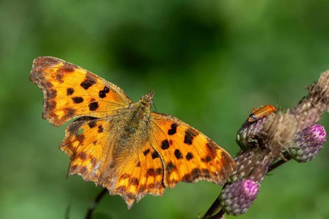C-butterfly, comma butterfly, nymphalis c-album, polygonia c-album, butterfly, insects, butterfly,