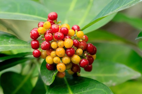 Psychotria capensis, Cape Rowan berry, fruits, ripe, unripe, shrub, Kirstenbosch Botanical Garden,