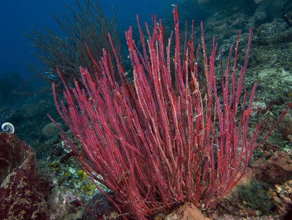 Red-coloured corals, shrub gorgonians, and Ellisella ceratophyta on the seabed teeming with marine
