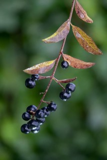Legwood, privet, ligustrum spec., rain willow, inkberry, inkberry grape, fence bar, flora, high