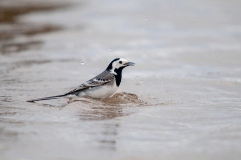 Wagtail, Motacilla Alba, White Wagtail, Bath, Birds, Passeri, Songbirds, Birds