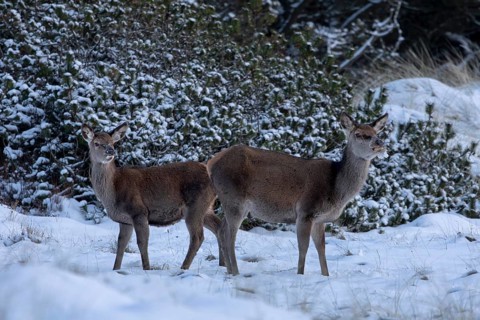A red deer (Cervus elaphus) and its fawn search for food beneath the snow, winter, snow, cold, hard