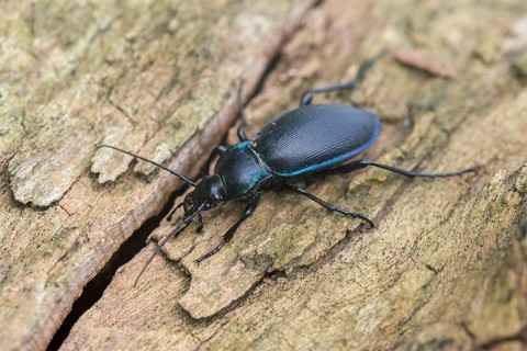 Carabus purpurascens, Carabus violaceus ssp. purpurascens, gold ledge, rain beetle, violet ground