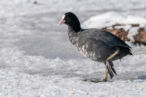 Eurasian Coot coot, fulica atra, birds, coot rail, gruiformes, cranes, leucism, rails, railings,