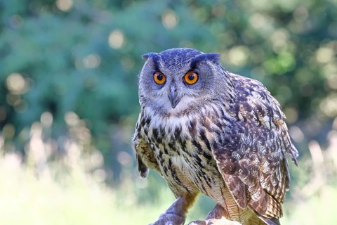 Eurasian eagle-owl (Bubo bubo), animal portrait, Rhineland-Palatinate, Germany