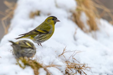 Carduelis spinus, siskin, spinus spinus, siskin, birds, male, passeri, snow, songbirds, snow,