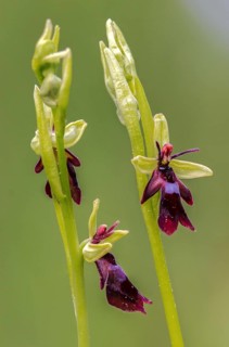 Fly ragwort, ophrys insectifera, orchidaceae, orchids, orchid, flora, fly orchid, high size,