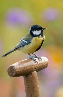 Great tit, great tit, parus major, birds, garden, high size, portrait format, tits, passeri,