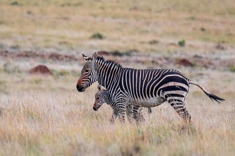 Cape Mountain Zebra (Equus zebra zebra), mother with foal, Mountain Zebra National Park, Eastern
