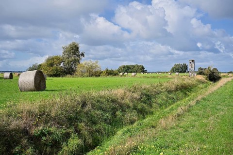Hay bales in a meadow, Mecklenburg-Western Pomerania, Germany