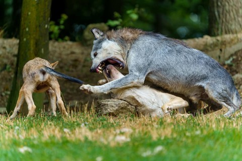 Timberwolf, wolf, American wolf (Canis lupus lycaon), Germany, wolves and pups playing, with one