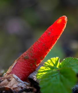 Corynites brevis, Corynites ravenelii, raspberry-red dog rod, mutinus brevis, mutinus ravenelii,