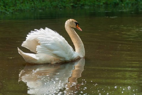 Cygnus olor, mute swan, anatidae, birds, duckbirds, mute swan, male, swan, swans, swans, birds,