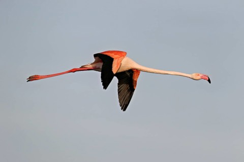 Pink flamingo (Phoenicopterus roseus), in flight, Camargue Regional Nature Park, southern France,
