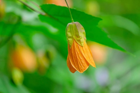 Yellow Chinese mallow (Abutilon), also known as the indoor maple, North Rhine-Westphalia, Germany