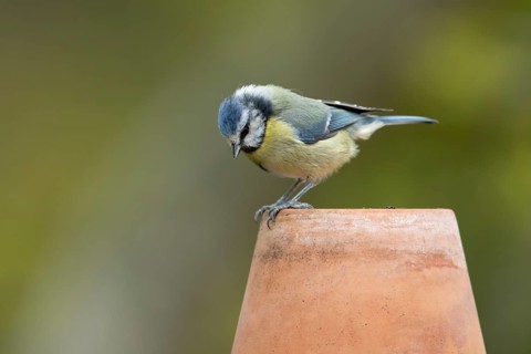 Blue tit (Cyanistes caeruleus) adult garden bird on a plant pot, England, United Kingdom