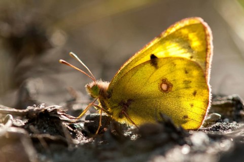 Brandenburg, Colias hyale, yellow haybutterfly, Germany, golden eight, national natural heritage,