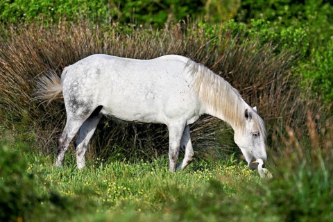 Camargue horse (Equus caballus), a mare grazing in a meadow, Saintes-Marie-de-la-Mer, Camargue,