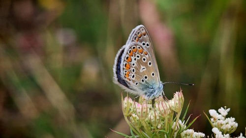 Close-up: A colourful common blue (Polyommatus Icarus) perched on a white flower, against a green