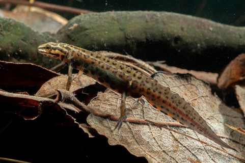 Lissotriton vulgaris meridionalis, Lissotriton vulgaris schreiberi, Schreiber's pond newt, smooth