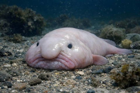 Blobfish resting on ocean floor in deep sea environment. Generative ai, AI generated