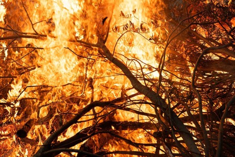 Blazing flames consume dry branches in an intense fire, Finland