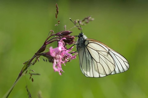 Aporia crataegi, tree whitening, black-veined white, black-winged white, butterfly, insects,
