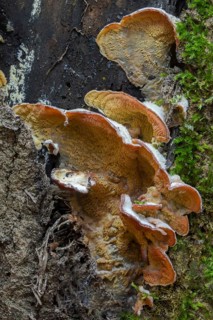 Wrinkles, gelatinous wrinkles, merulius tremellosus, phlebia tremellosa, fungi, fungus, high size,