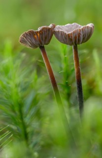 Androsaceus perforans, gymnopus perforans, marasmiellus perforans, micromphale perforans,